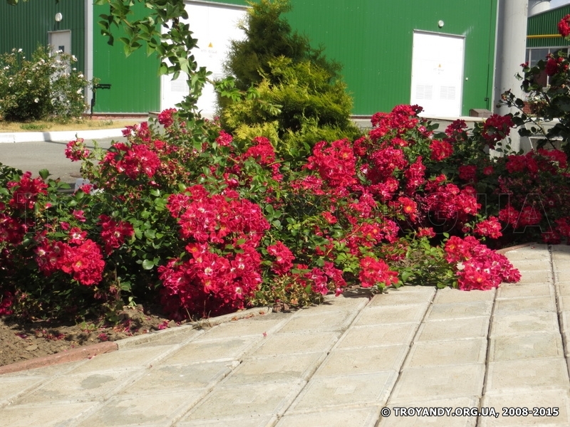 Tapis Rouge